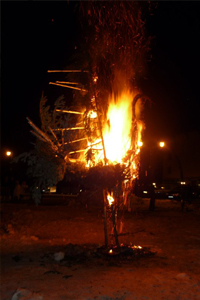 OISEAU DE FEU